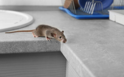 Keeping Rodents out of Your RV