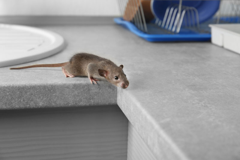 Keeping Rodents out of Your RV